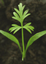 Aus dem Keimling hat sich ein erstes Laubblatt gebildet.