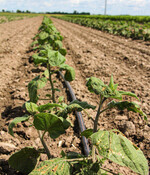 Eine Physalispflanze Ende Juni. Die Blattunregelmäßigkeiten hat der Marchfelder Wind verursacht, die Pflanze ist dadurch aber nicht dauerhaft geschädigt.