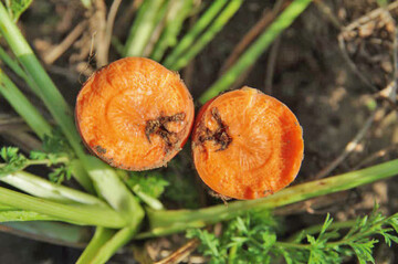 Hochwertige Lebensmittel benötigen ein wirksames Resistenzmanagement, welches derzeit kaum noch möglich ist, da die Vielfalt an Wirkmechanismen fehlt.