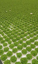 Je 20 Salatpflanzen sitzen bis zur Ernte auf Styroporflößen und schwimmen von einem Ende des Gewächshauskomplexes bis zum anderen.