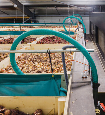 Die Kondenstrocknung wird untersttzt von dem Airbag-System, das mittels Kunststoffschluchen die Luft zwischen den Zwiebelkisten optimal verteilt und fr gleichmige Bedingungen im gesamten Zwiebellager sorgt.