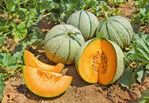 Cantaloupe- und Charentais-Melonen