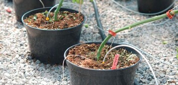 Bio-Topfkultur, das
neue zertifizierte
Verfahren zum Bio-
Anbau von Fruchtgemse