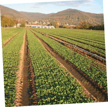 2009 wurden in Deutschland
insgesamt 18.000 t Feldsalat von
Freilandflchen geerntet.