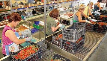 Moderner Betrieb in der
Region Donnalucata,
in dem neben der
Eigenproduktion auch
betrchtliche Mengen
zugekauftes Gemse
verarbeitet, abpackt
und auf dem italienischen
Binnenmarkt
verkauft werden.