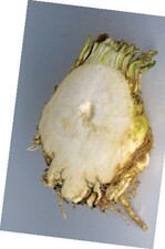 Sellerieknolle mit einer kleinen
Kaverne, einem kleinen Hohlraum