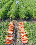 Die hauptsächlich als Waschmöhre
empfohlene Sorte ‘Carvora’