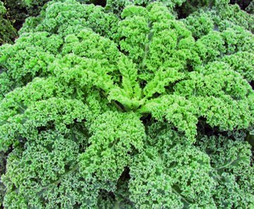 Mit hohen Anteilen an antioxidativ wirksamen Flavonoiden
leistet Grnkohl einen wichtigen Beitrag zu einer
die Krebsentstehung hemmenden und daher gesunden
Ernhrung.
