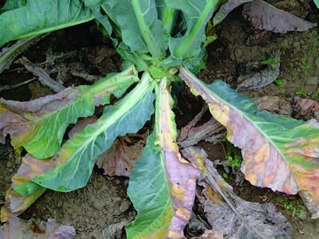 Abbildung 1: Verticillium-
Befall an Blumenkohl