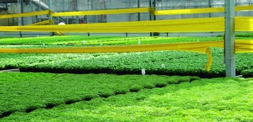 Abbildung 1: Abwehr von Trauermcken
in einem Bio-Kruterbetrieb