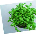 Durch Kälte geschädigte Basilikumpflanze
circa 14 Tagen nach der Einwirkung
der Kälte