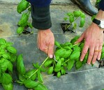 Eliminieren: Der Basilikumstiel wird
über das Messer gebrochen und direkt
in die Hand abgelegt. Der beim ehemaligen
Verfahren benutze Übergabegriff
findet nicht mehr statt. 30 % der
Arbeitszeit beim Ernten der Stiele kann
so eingespart werden.