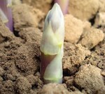 Abbildung 1: Starke
Spargelstangen werden
bei optimaler Stechdauer
erzielt.