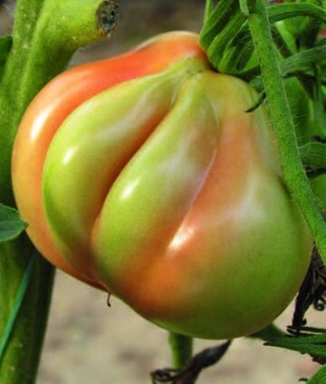 Die Ochsenherz-Tomate Liguria, F1, bringt
250 bis 300 g/ Stck auf die Waage.