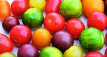 Nur Tomaten und Tomatenprodukte, nicht aber das
Carotinoid Lycopin als Einzelsubstanz, senken das
Risiko fr die Entwicklung von Prostata-Krebstumoren.