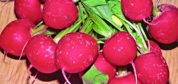 Schaden durch Springschwnze an Radies fhrt zu unverkuflichem Erntegut.