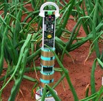 Ein Kunststoffrohr schützt die Sonde
mit den Bodenfeuchtesensoren. Das
Rohr wird mit Hilfe eines speziellen
Bohrers senkrecht in den Boden
eingeführt.