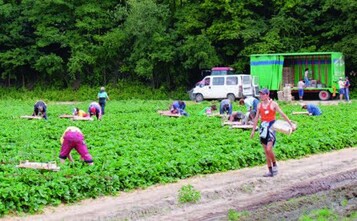 Bestandteil der Bundesempfehlung fr Landarbeiter ist die
Aufnahme einer untersten Lohngruppe, zu der auch die
klassischen Saison-Arbeitskrfte zhlen.
