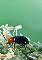 Rosenflohkäfer
(Luperomorpha xanthodera)