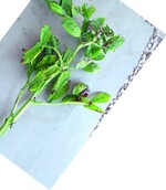 Der verbogene, verdrehte Stängel einer
an dem Bean Leaf Roll Virus erkrankten
Pflanze ist in erster Linie durch die
Saugtätigkeit der Blattläuse verursacht.
Der reduzierte Blütenansatz, die
nach oben gerichteten Blätter und die
vergilbten Blätter sind typische Symptome
des Bean Leaf Roll Virus.