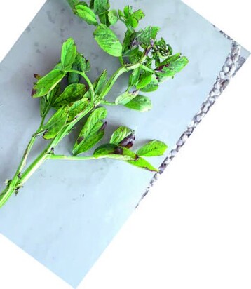Der verbogene, verdrehte Stngel einer
an dem Bean Leaf Roll Virus erkrankten
Pflanze ist in erster Linie durch die
Saugttigkeit der Blattluse verursacht.
Der reduzierte Bltenansatz, die
nach oben gerichteten Bltter und die
vergilbten Bltter sind typische Symptome
des Bean Leaf Roll Virus.