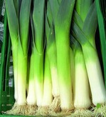 Porrée-Schäfte sollten ein Drittel
Weißanteil haben.