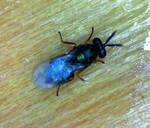 Die Schlupfwespe T. asparagi ist ein
fleißiger Helfer.