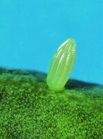 1 Einzeln abgelegtes Ei des Kleinen Kohlweißling