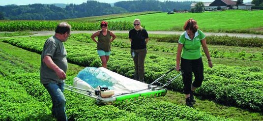 Bei der Ernte mit
dem motorisierten
Handmähgerät ist
es wichtig, dass
die Blätter nicht
gedrückt und geknickt
werden.
