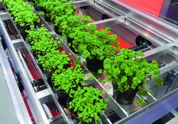 Das Rinnensystem von Otte zum automatischen Rücken von Topfkräutern. Rückroboter
können ganze Reihen entnehmen.