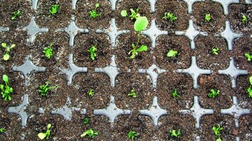1 Meerrettich-Regenerate nach dem
Umtopfen in eine Multitopfplatte
