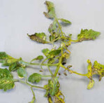 Blattflecken und Vergilbungen sind
Symptome nach Befall mit Septoria
lycopersici. Weißliche Flecken entstehen
durch Störungen des Chlorophyllhaushalts
auf Grund von nichtparasitären
Einflüssen.