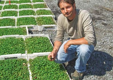 Im Anbau nach Naturlandrichtlinien
mssen biologisch produzierte Jungpflanzen
verwendet werden, wenn
es sie gibt. Deshalb bezieht sie der
Kruterhof Hennings von der Firma
Natterer in Vaihingen/ Enz