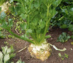 Von dem schossfesten Knollensellerie
‘Balena’ soll es Bio-Saatgut geben.