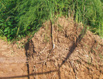 Der Querschnitt einer Spargelreihe zeigt, wie sich die Wurzeln dieser Dauerkultur
unter dem Damm ausbreiten.