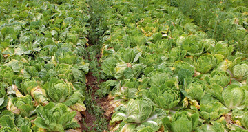 Welke
Chinakohlpflanzen in
Verticillium-Befallsnest