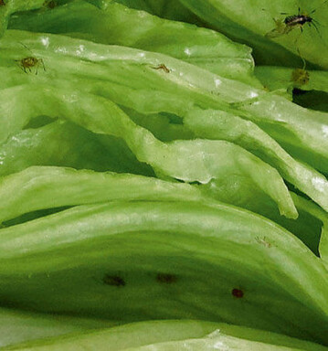 Die Grne Salatblattlaus
(Nasonovia ribisnigri) befllt
das Pflanzenherz und die
inneren Blattkrnze.