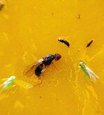 Möhrenfliege
auf Orangetafel