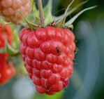 Drosophila suzukii auf einer Himbeere.
Die typischen zwei Flecken auf den
Flügeln sind vor allem bei Drosophila-
Männchen zu erkennen.