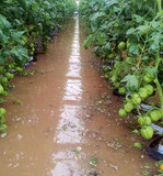 Wenn Tomaten baden gehen .... Hochwasser
bedroht auch Gewächshauskulturen.