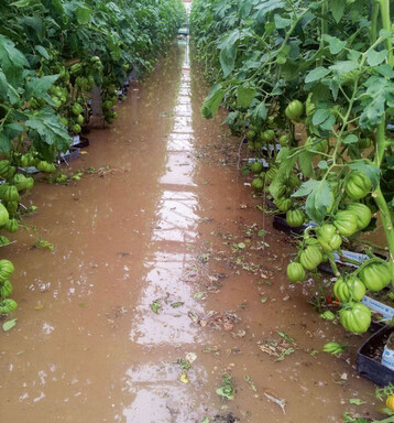 Wenn Tomaten baden gehen .... Hochwasser
bedroht auch Gewchshauskulturen.