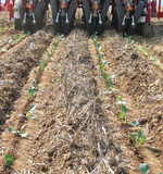 Titelthema: Strip-Till - pfluglos den Boden bearbeiten?