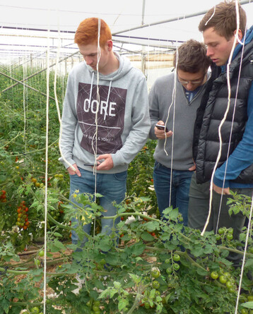 Studierende der Fachschulklasse begutachten im Detail das schrge Aufleitverfahren bei Tomaten im Betrieb Galanti