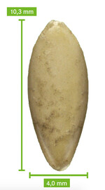 Gurkensamen in der typischen flachovalen Form