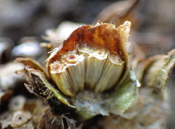 Fruchtstand mit Samen einer Radicchio-Pflanze 