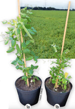 Eine durch das Nanovirus PYNDV geschädigte Erbsenpflanze (1b) im Vergleich zu einer gesunden, nicht infizierten Pflanze (1a)