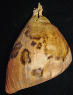 Symptome der Kaffeefleckenkrankheit