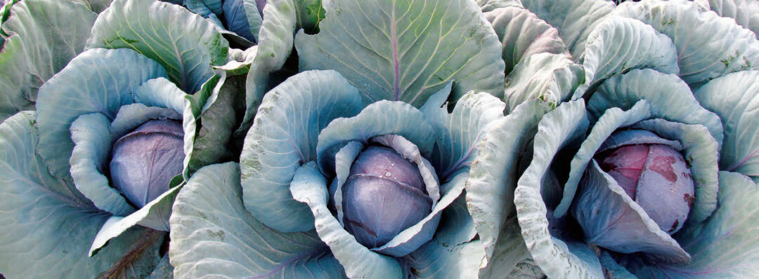 Rotkohl