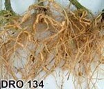 Stärkerer Nematodenund
Korkwurzelbefall bei
‘DRO 134’