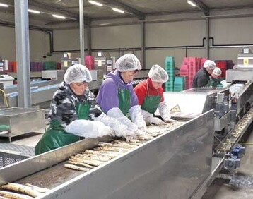 Nicht jeder Spargel kann als Handelsklasse-I-Produkt vermarktet werden.